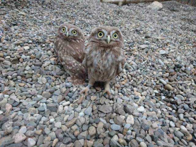 两只雕鸮幼鸟也出来晒太阳了