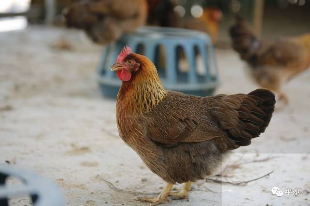 平沙这班鸡专挑谷种吃端午节注定要吃你