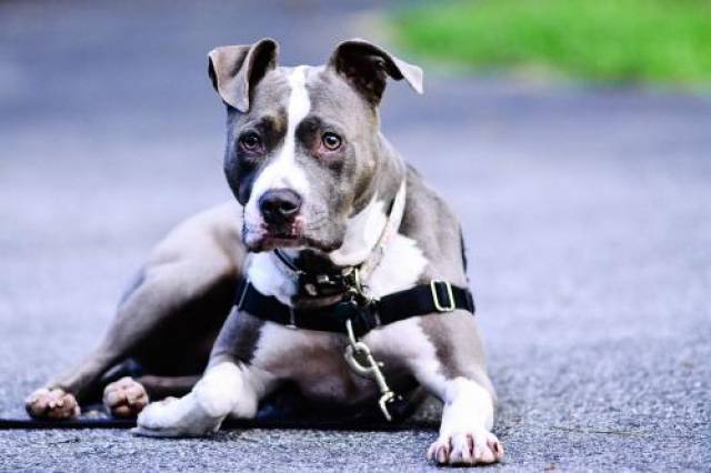 american pit bull terrier 的意思是