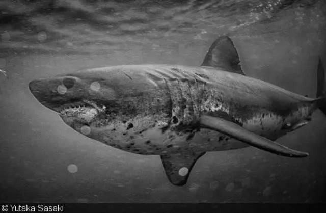 salmon shark属于远洋大型鲨鱼.