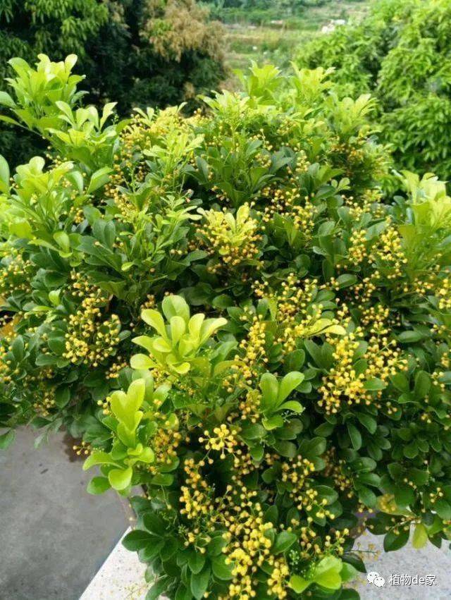 米兰花老掉叶?抓4点,叶子绿又大,花朵蹭蹭爆满树