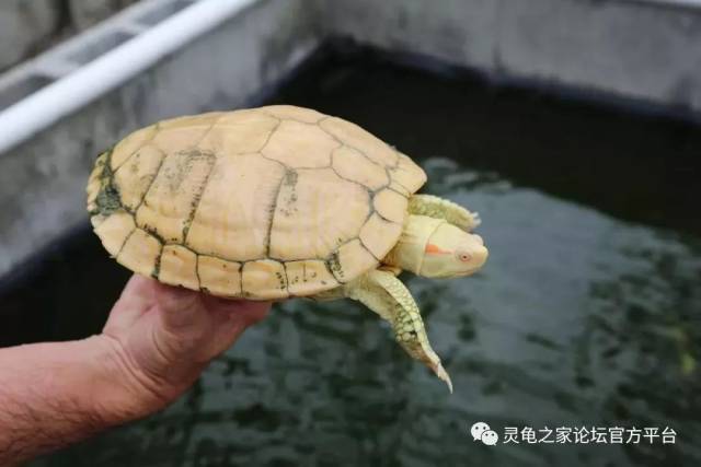 一条挺特别的白巴种母,背甲有纹路,眼睛无眼线