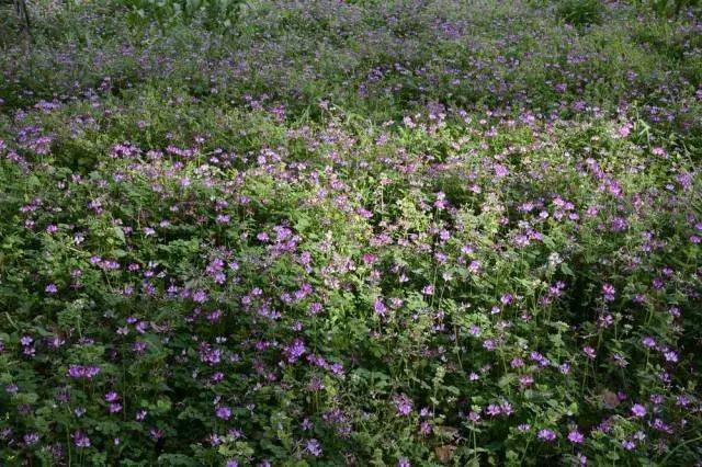 杭州市缀花草坪野花资源大全(干货!