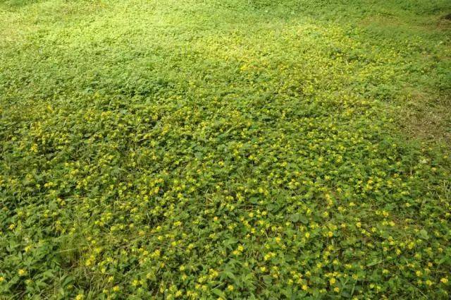 杭州市缀花草坪野花资源大全(干货!