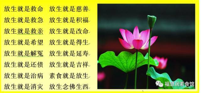 你们来吃素,等于我们一起完成了放生,我们今天都有福报!