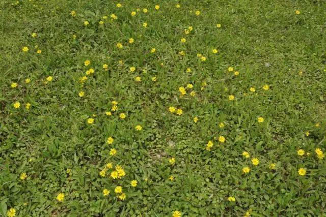 杭州市缀花草坪野花资源大全(干货!
