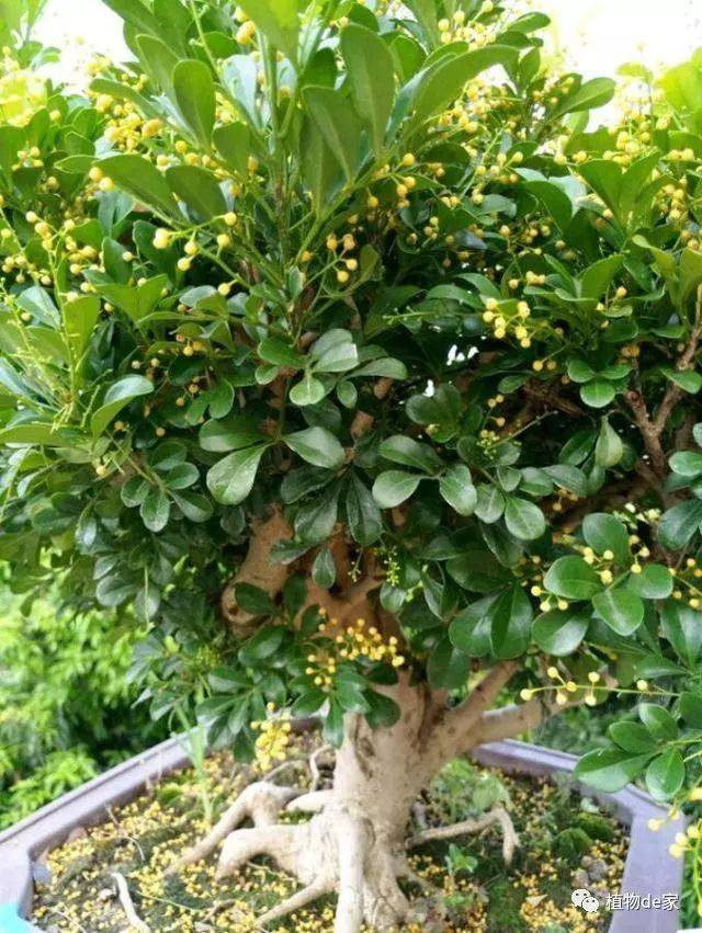 米兰花老掉叶?抓4点,叶子绿又大,花朵蹭蹭爆满树