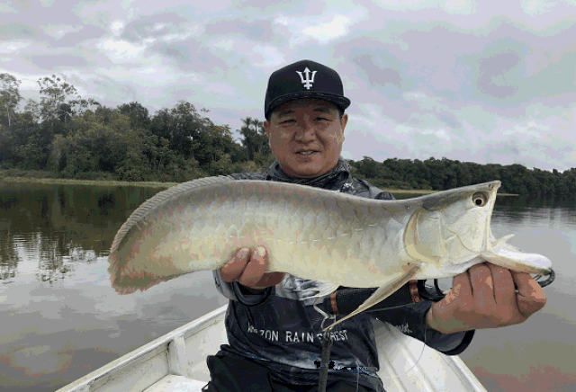 地球之肺探钓之旅,亚马逊之六——龙鱼篇