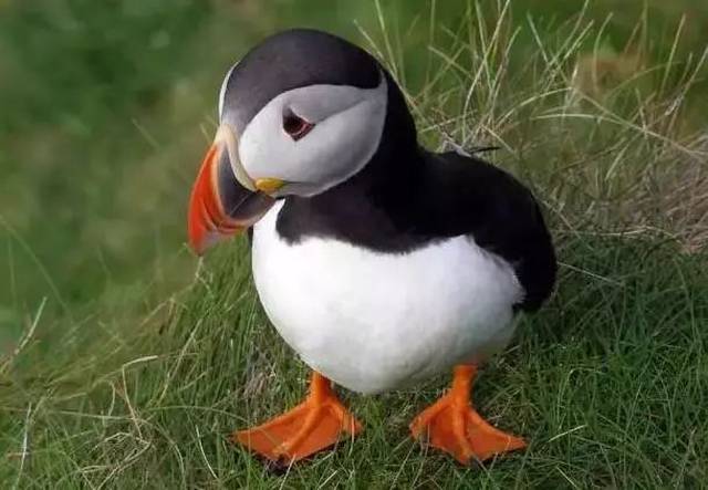 冰岛足球昨晚惊艳了全世界!被实力圈粉!来看看