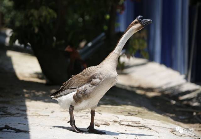 平沙这班鸡专挑谷种吃端午节注定要吃你
