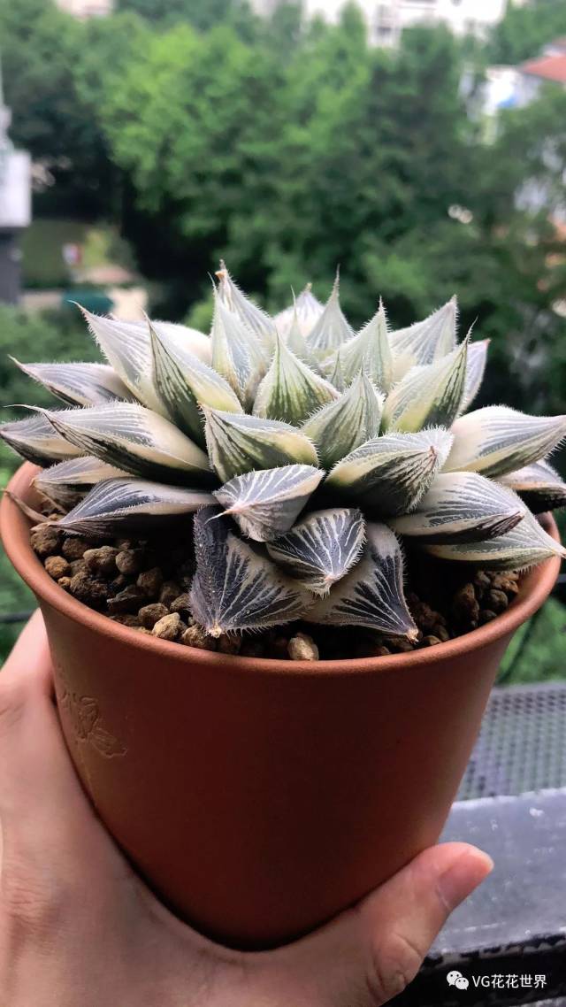 11万象【万象锦】母本7cm 带锦侧芽 0起100加
