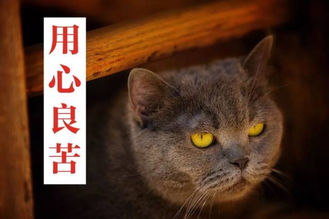 观复猫 蓝毛毛