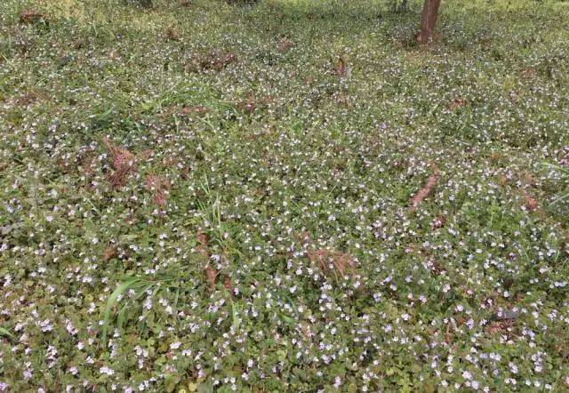 杭州市缀花草坪野花资源大全(干货!