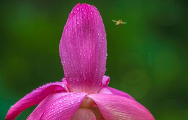 夏日荷花,致命的美丽诱惑