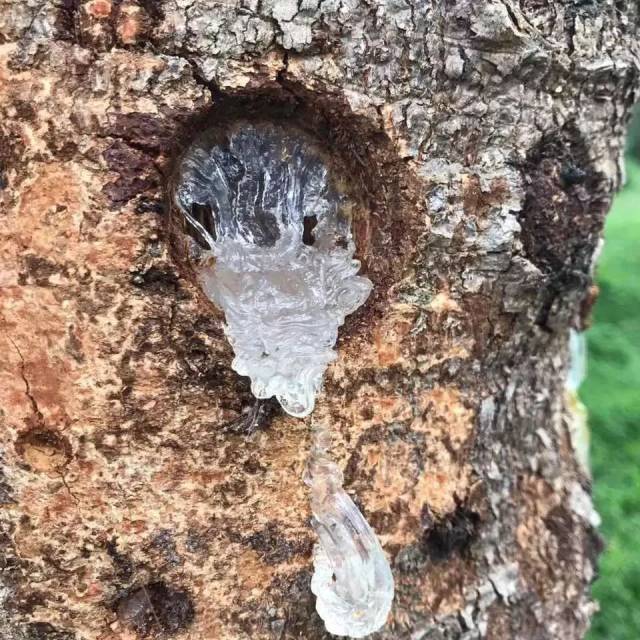 雪燕树有 野生种植的