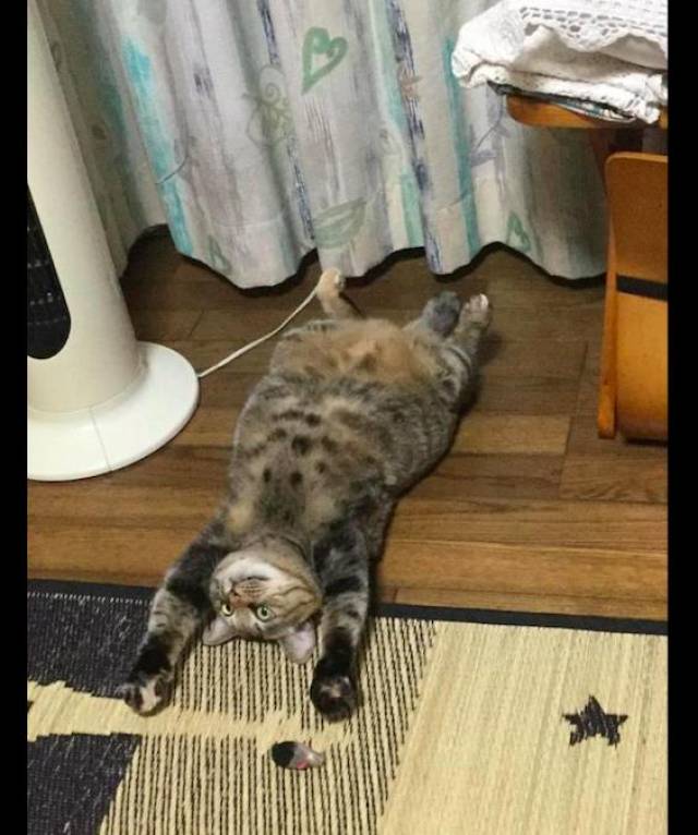 网友把空调打开后,猫咪就四脚朝天的躺在地板上,放飞自我了?