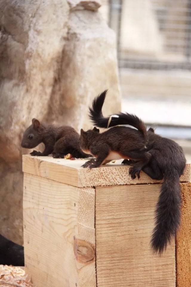 开放,不仅可以看到温顺的羊驼,还有小太阳鹦鹉,绿和尚鹦鹉,驴子,兔子