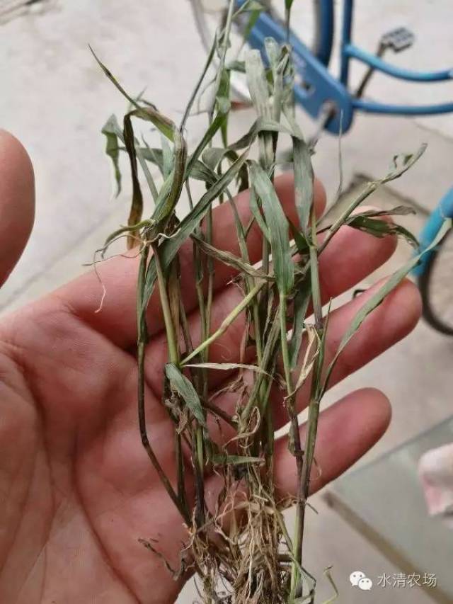 答:直播稻田的大龄马唐,可以用大剂量的氰氟草酯,韩秋好恶唑酰草胺及