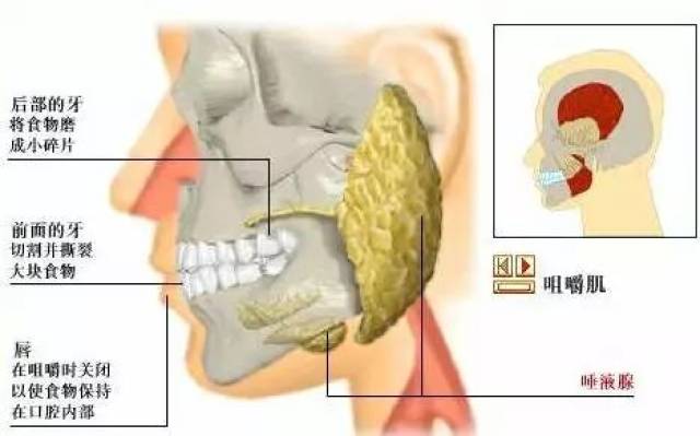 舌头下组织结构图片图片