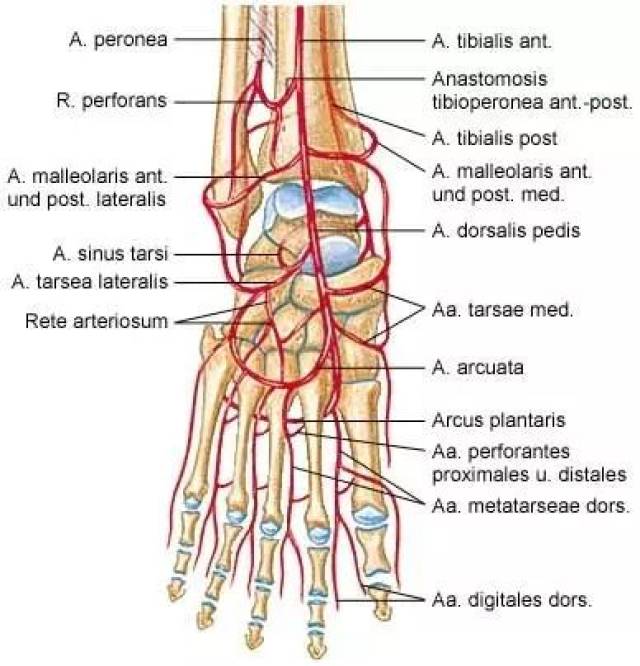 足背动脉搏动位置图图片