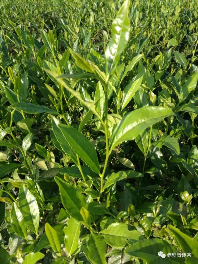 近年新引进的绿茶砖茶两用良种——四年生中茶108