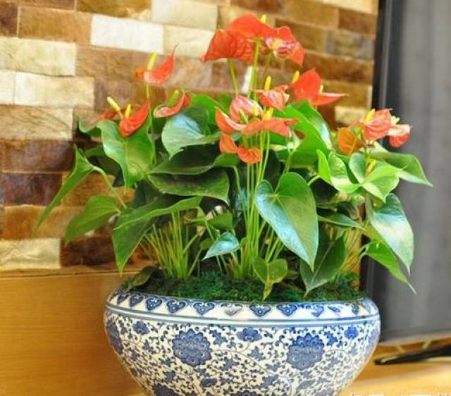 喜水花卉:懒人养花就养这六种不怕浇水的花卉绿植