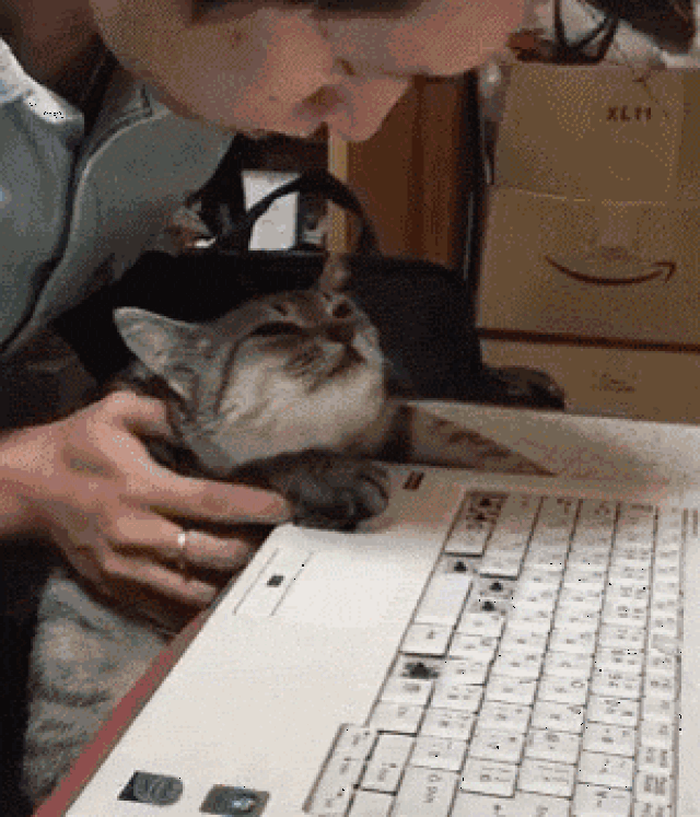 猫打键盘表情图片