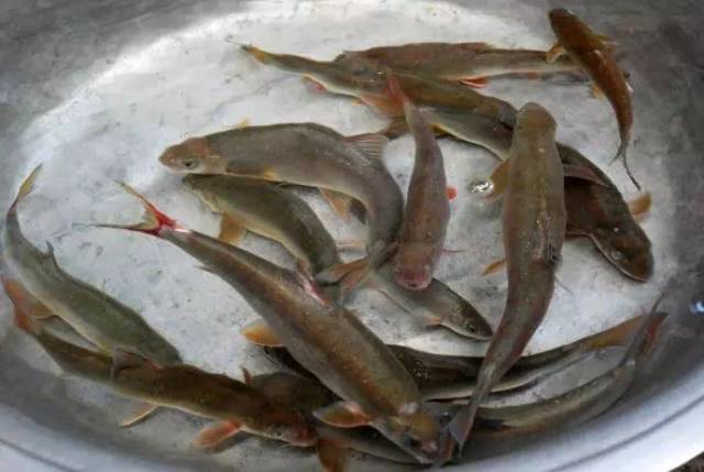 大理弓鱼主要分布于洱海这片水域,它们成群结对地首尾相衔,游动出一条