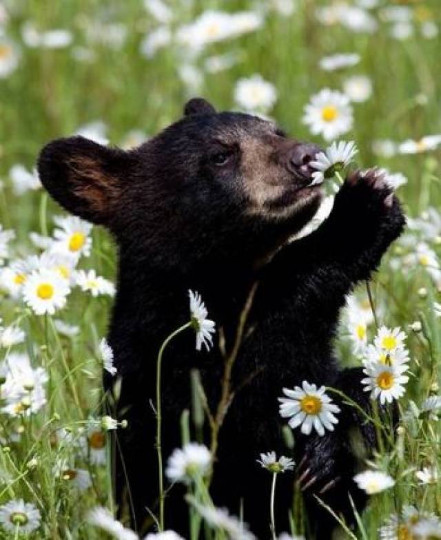 "我是一枚安静感受春天气息的美熊～"