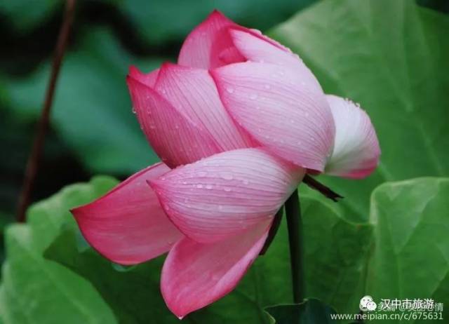 汉中西乡清风拂红莲,荷花成片盛放,拍照好去处!约吗?