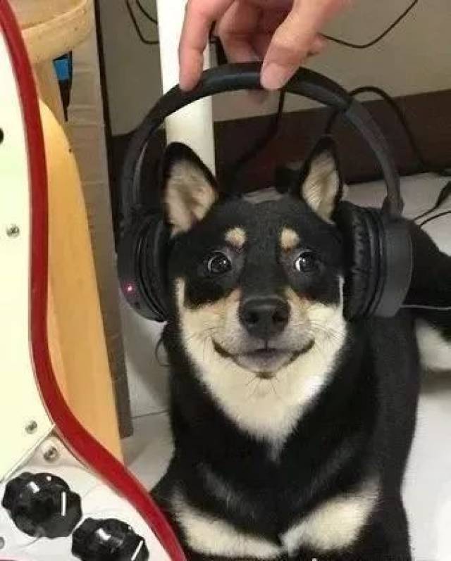 黑柴带着耳机听音乐,还一脸沉醉,可是仔细一看.