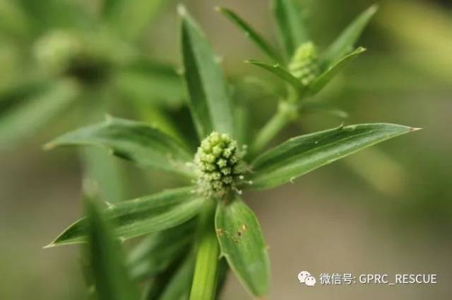 【戶外知識】中國常見野菜及其食用-(85)刺芹(洋芫茜,山芫荽)