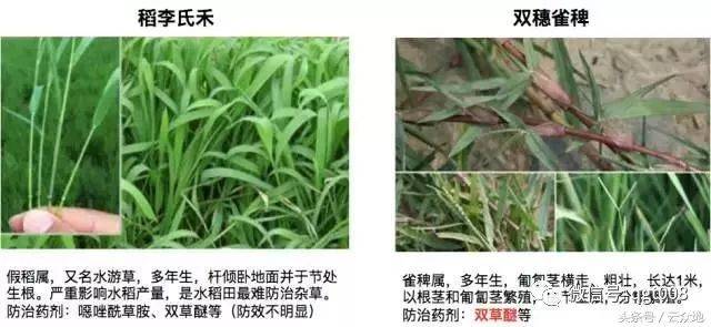 杂草稻与水稻的区别,杂草稻怎么辨别,水稻与稗草的区别图片(第2页)_大山谷图库