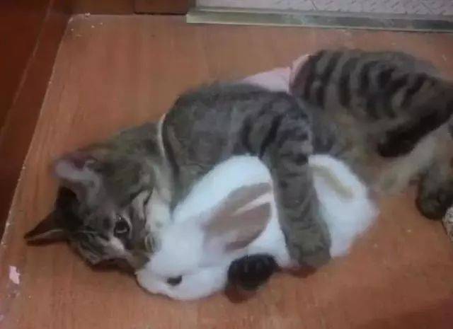 主人将兔子跟猫放在一起,半小时后悲剧发生:你怎么可以吃兔兔!