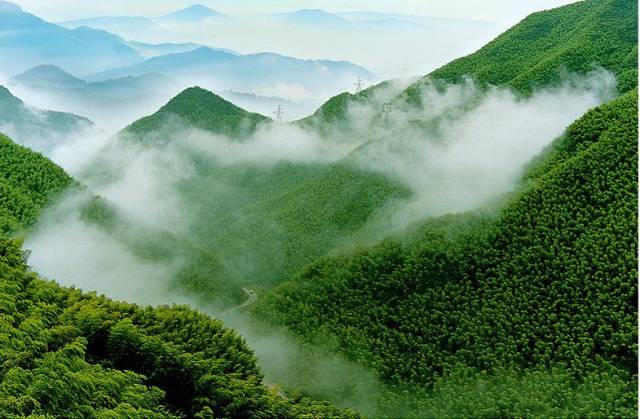 by 微博堰田農夫 竹林幽幽,雲霧朦朧,遠遠望去,仿似一片綠色的仙境.