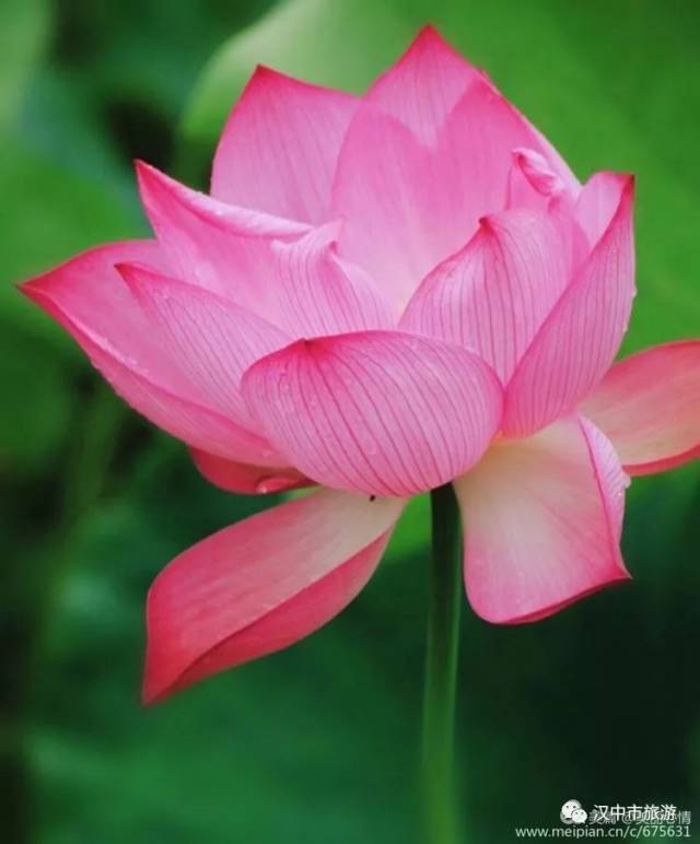 汉中西乡清风拂红莲,荷花成片盛放,拍照好去处!约吗?