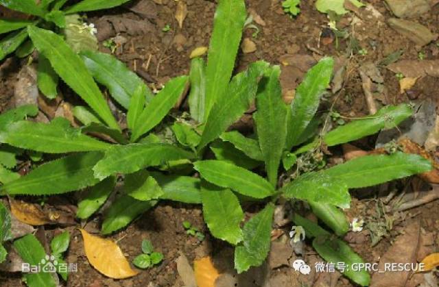 户外知识中国常见野菜及其食用85刺芹洋芫茜山芫荽