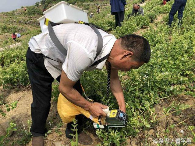 金银花采摘机械图片