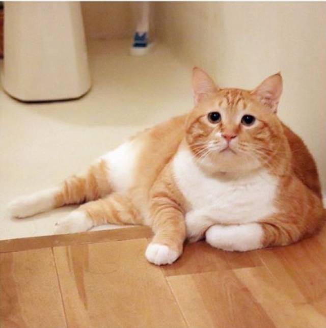 这只猫咪叫做肥肥,今年五岁,它看起来一脸大叔的模样,肉肉的身材,加上