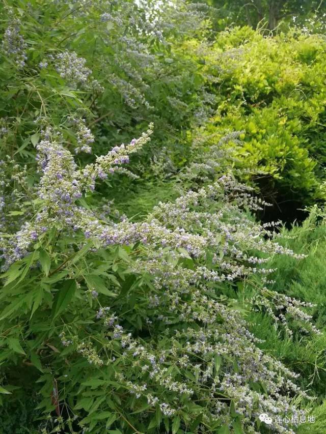 荆花荣茂图片