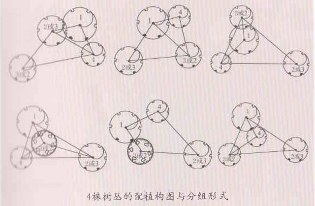 四株丛植,植物丛植,丛植植物配置(第16页)_大山谷图库