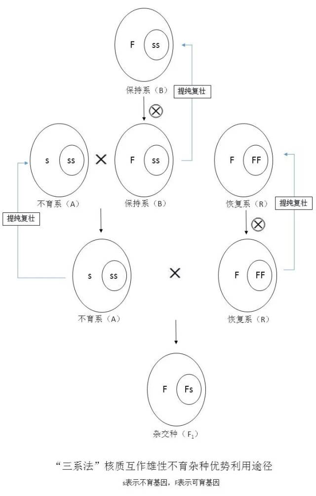 三系杂交原理图图片