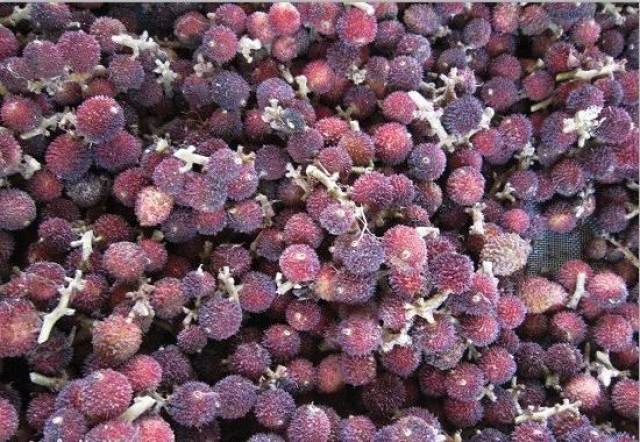 农村一种长在地上的"杨梅",是很好的药材,可安胎,很少人知道
