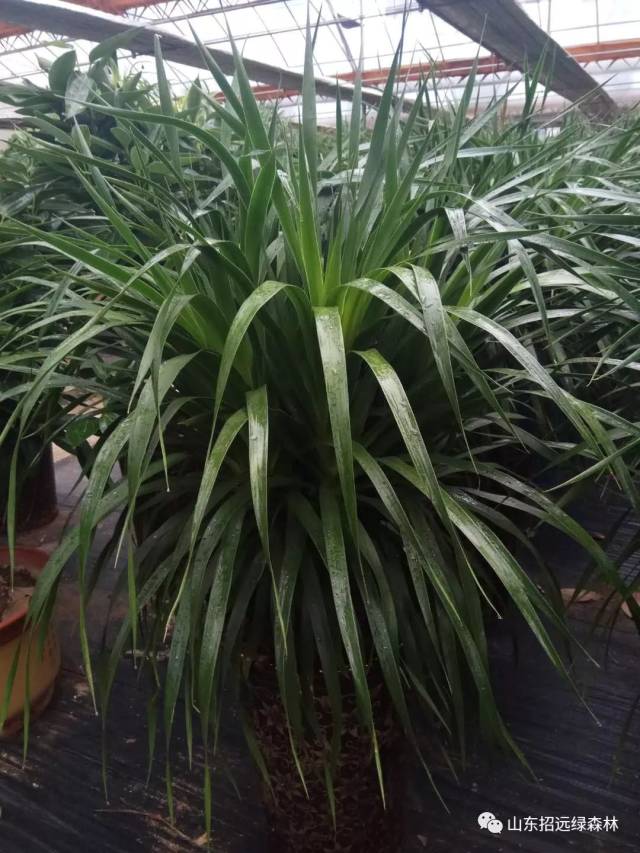 家居养花——龙血树