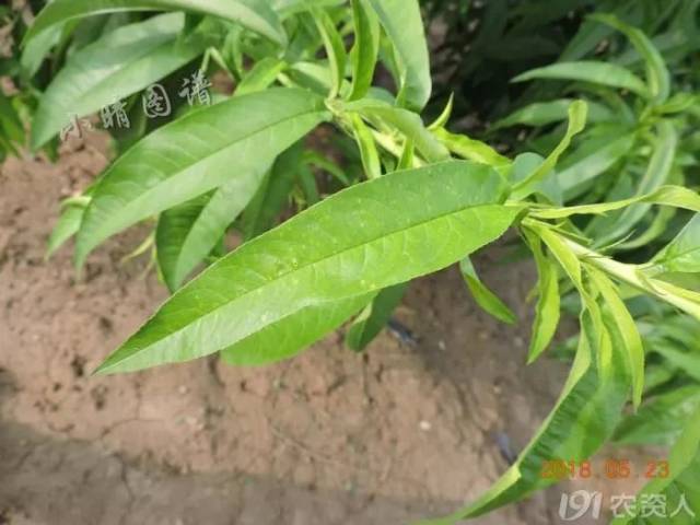 雨後,桃樹葉片出現許多小圓孔是怎麼回事?