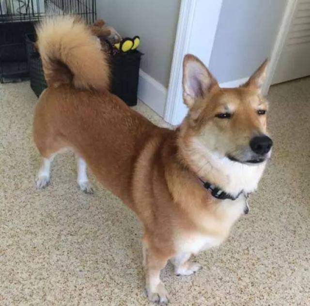 网友说他家金毛趴着的时候挺正常的,一站起来就