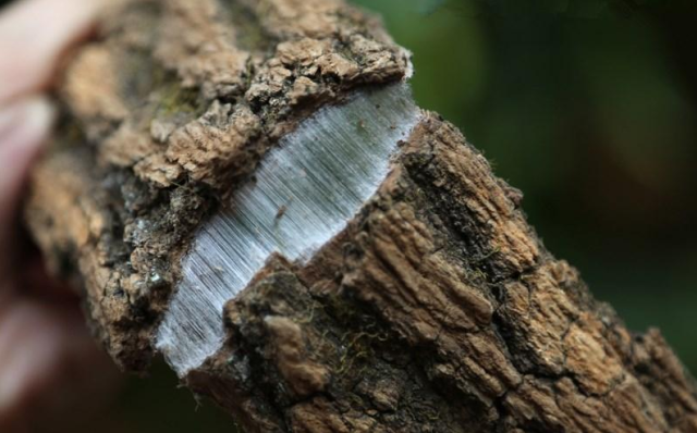 杜仲能泡水喝吗?杜仲泡水喝真的可以耐老吗?-健康频道-手机搜狐