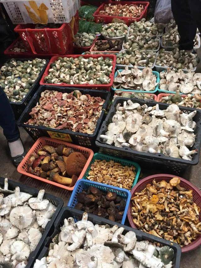 野生菌交易市场,场面十分壮观.