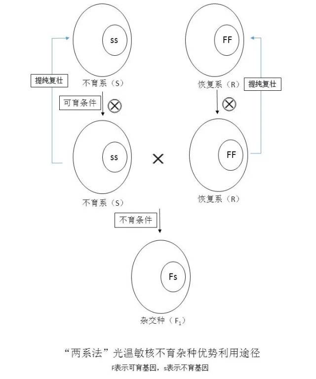 邝翡婷:【图解杂种优势利用】碧桂园投资的"第三代杂交技术"(g3)是