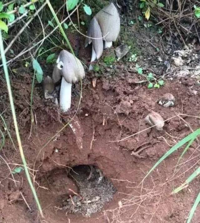 竟然有人售卖"鸡枞种子"声称可以种出野生鸡枞!